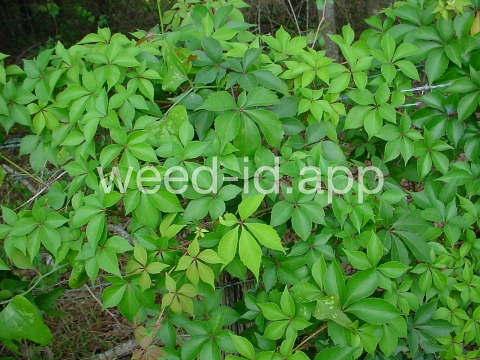 Virginia-creeper